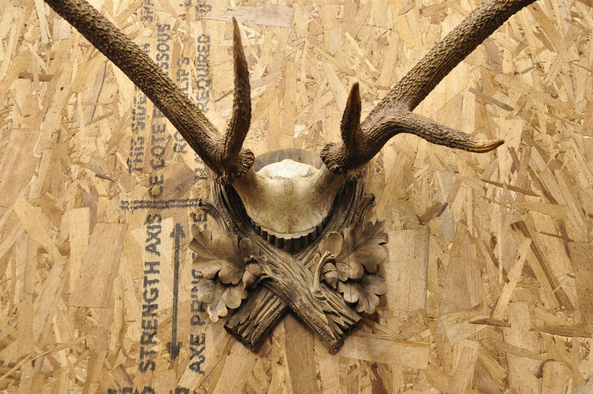 Antique Black Forest Victorian Wall Mounted Taxidermy Large Deer Skull & Antlers