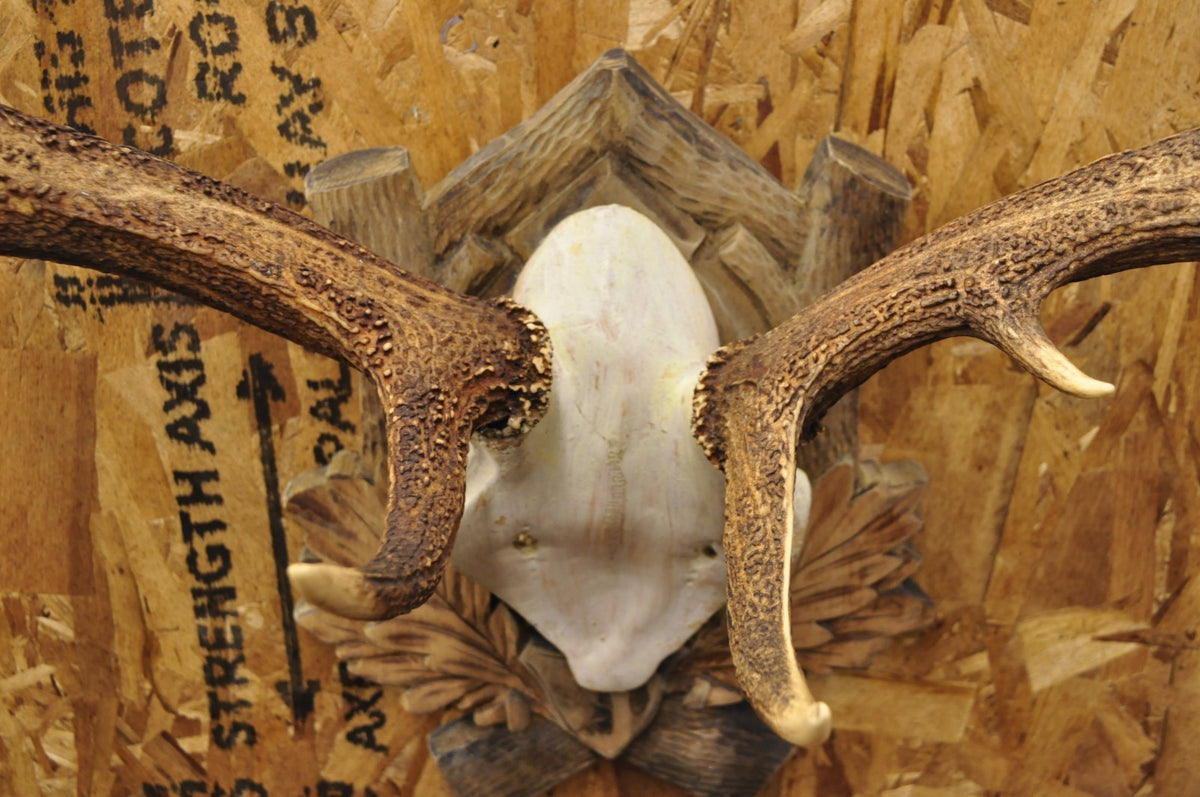 Antique Black Forest Victorian Wall Mounted Taxidermy Large Deer Skull & Antlers