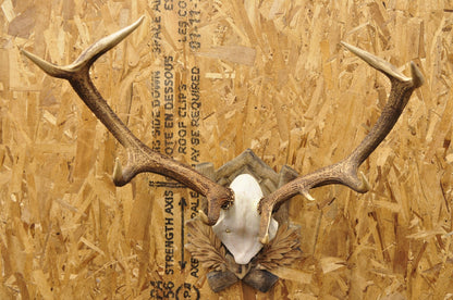 Antique Black Forest Victorian Wall Mounted Taxidermy Large Deer Skull & Antlers