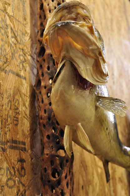Vintage Largemouth Bass Log Wall Mount Real Skin Taxidermy Fishing Wall Decor