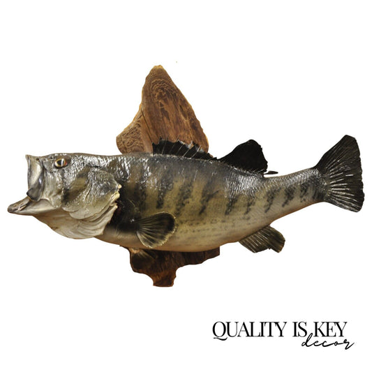 Vintage Largemouth Bass Real Skin Wall Mount Taxidermy Fishing Wall Decor