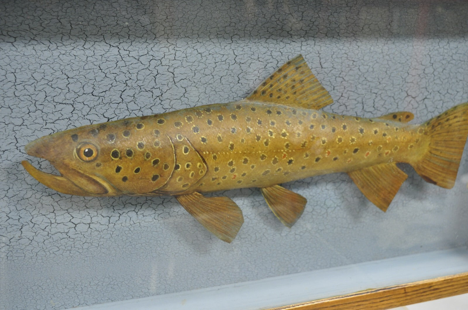 Vintage Folk Art Painted Wood "Brown Trout with Fly" Shadowbox Faux Taxidermy
