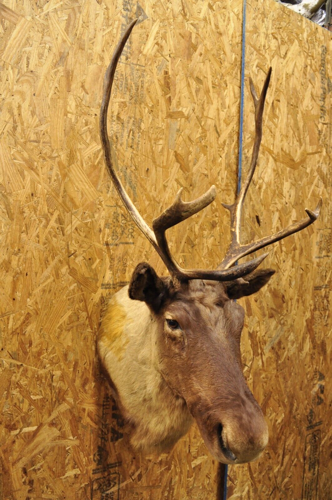 Vintage Large Caribou Deer Reindeer Shoulder Mount Wall Taxidermy Cabin Decor