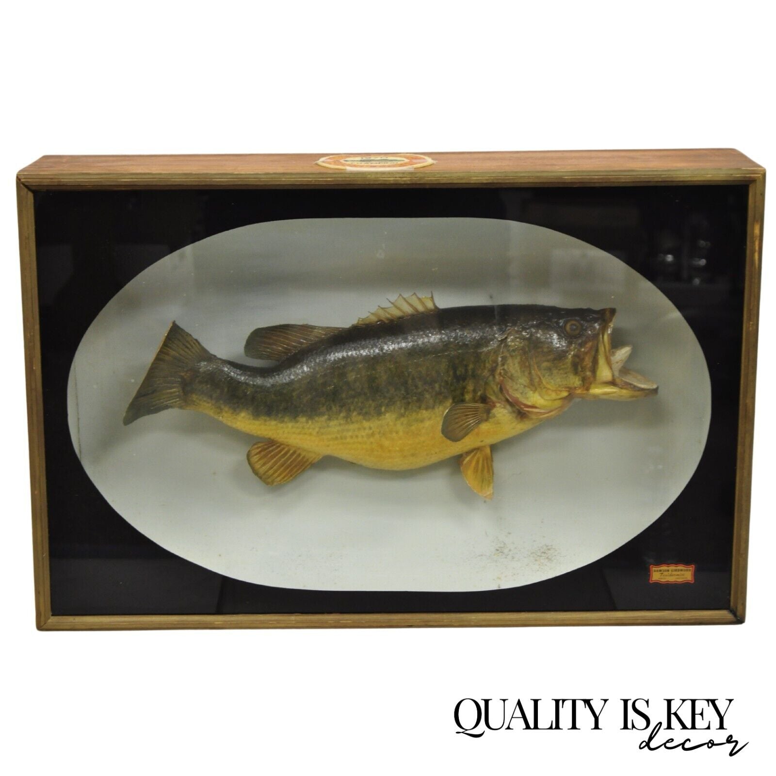 Vintage Largemouth Bass "1970 Champion" Dawson Girdwood Taxidermy in Glass Case
