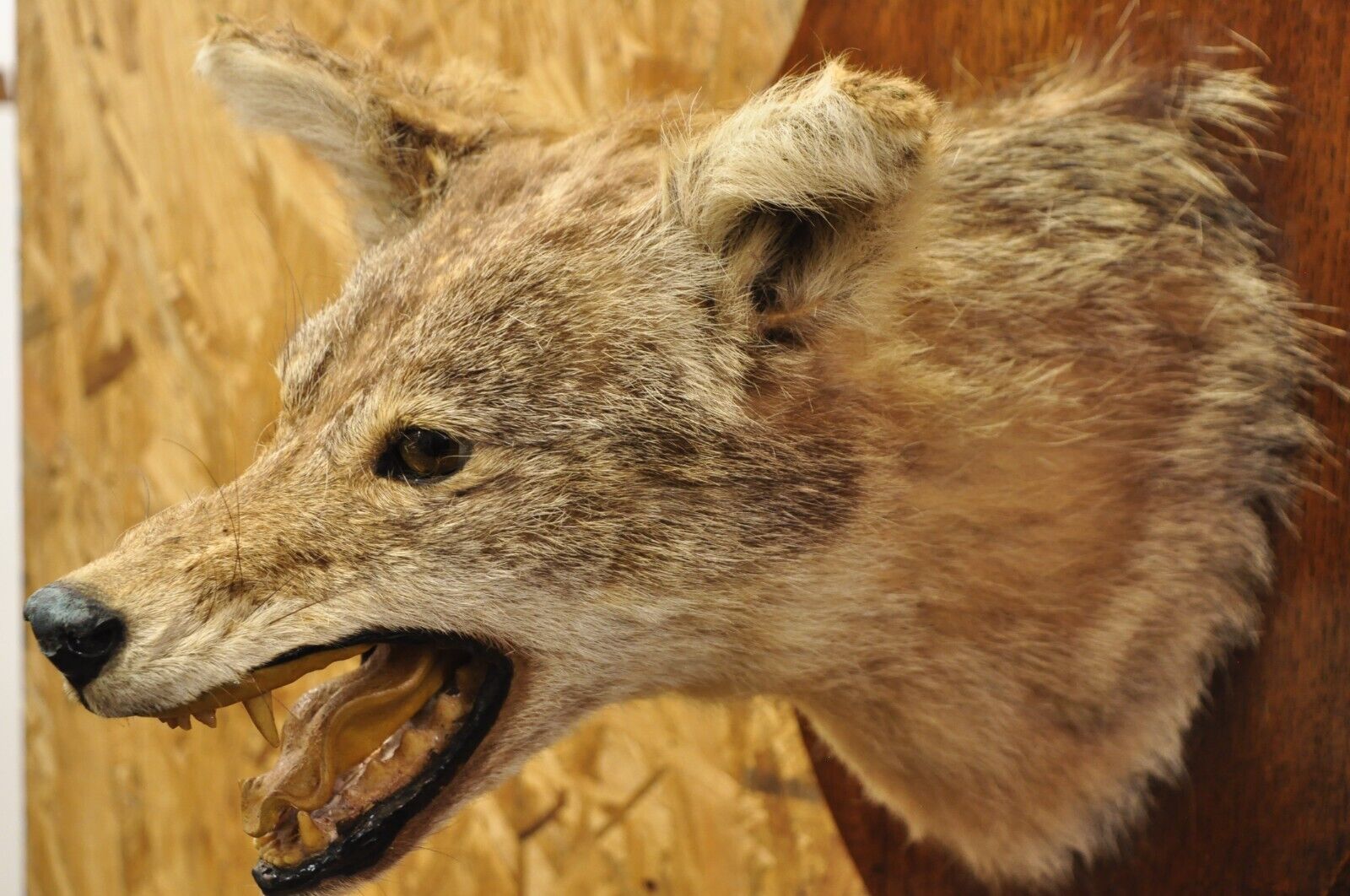 Vintage Jackal Shoulder Trophy Mount Oak Wall Plaque Taxidermy Mancave Decor