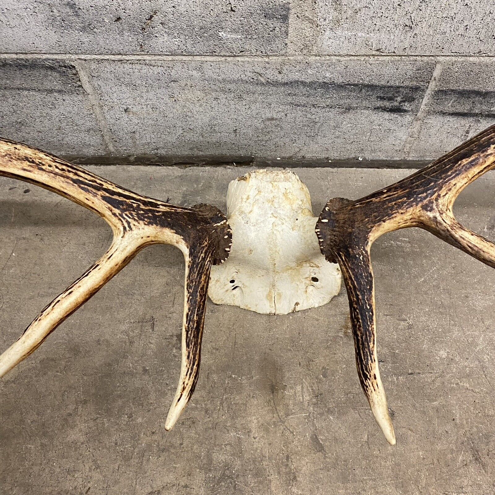 Vintage Red Deer Skull Antlers Taxidermy Horn Mount Mancave Wall Decor