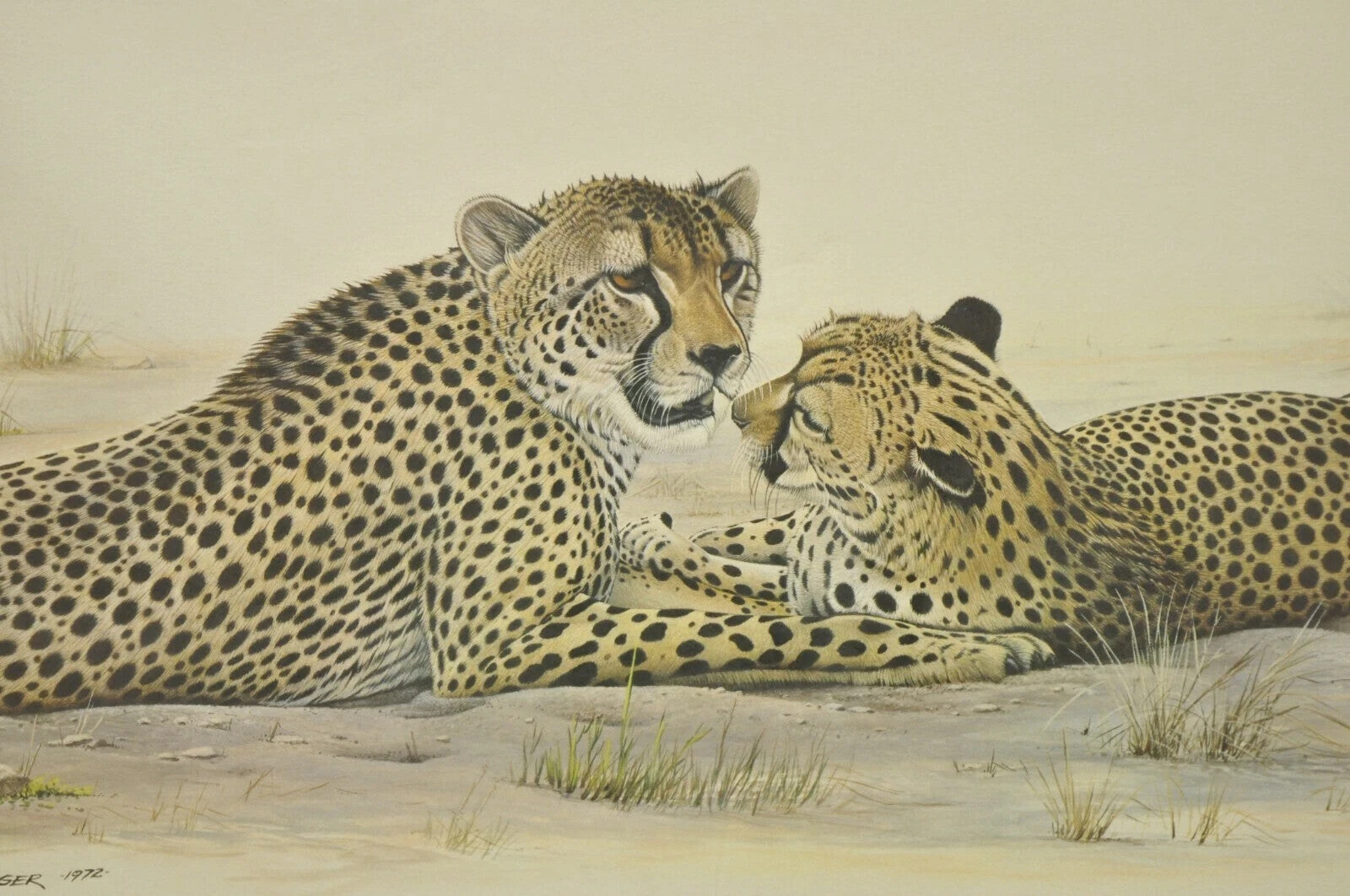 1972 Cheetah Lithograph Art by Richard Evans Younger in Velvet Chrome Frame