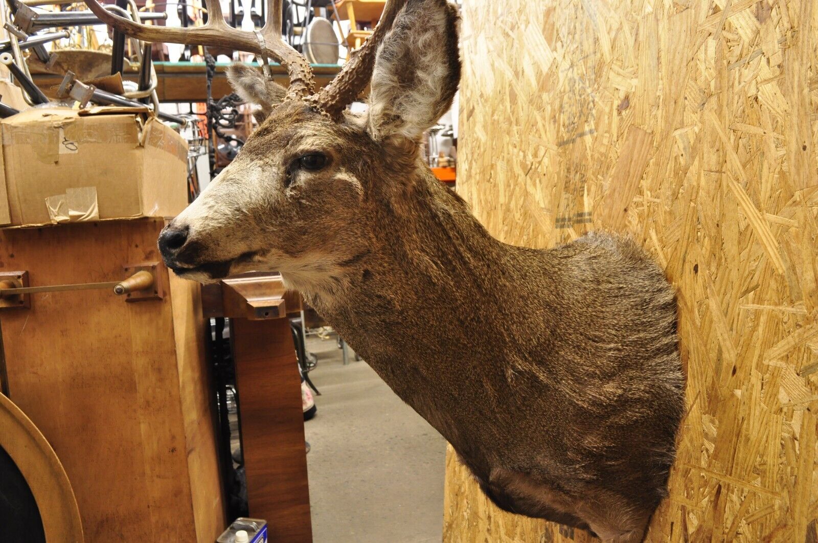 Vintage Mule Deer Buck Shoulder Mount Antler Rack Rustic Cabin Wall Decor