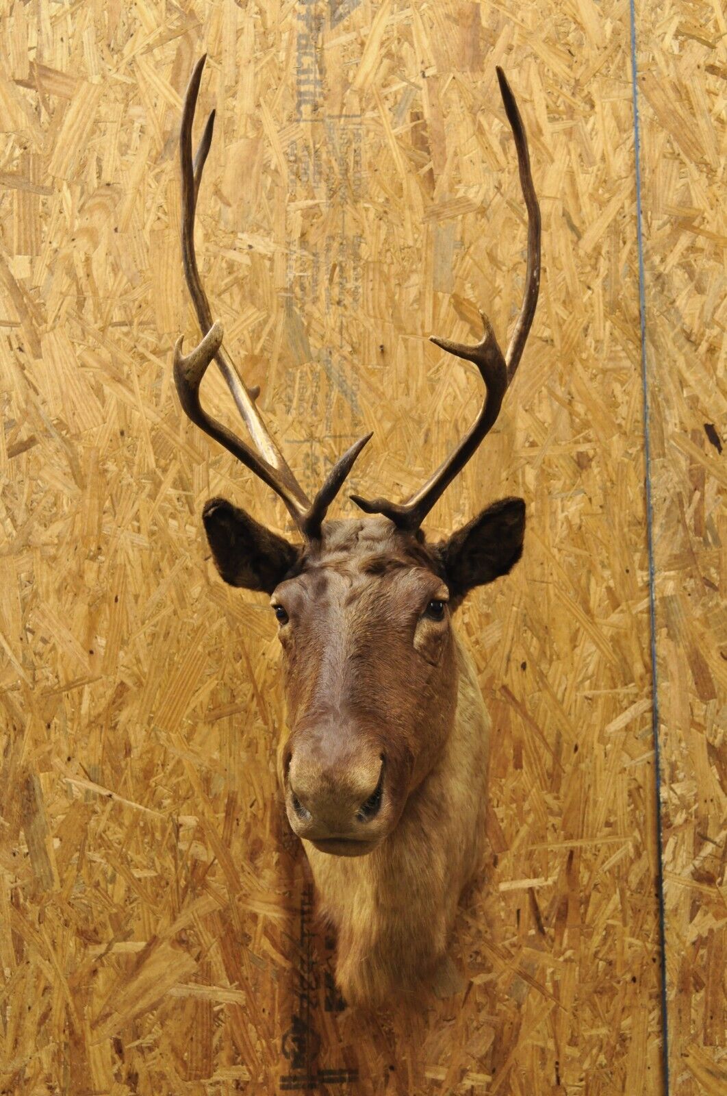Vintage Large Caribou Deer Reindeer Shoulder Mount Wall Taxidermy Cabin Decor