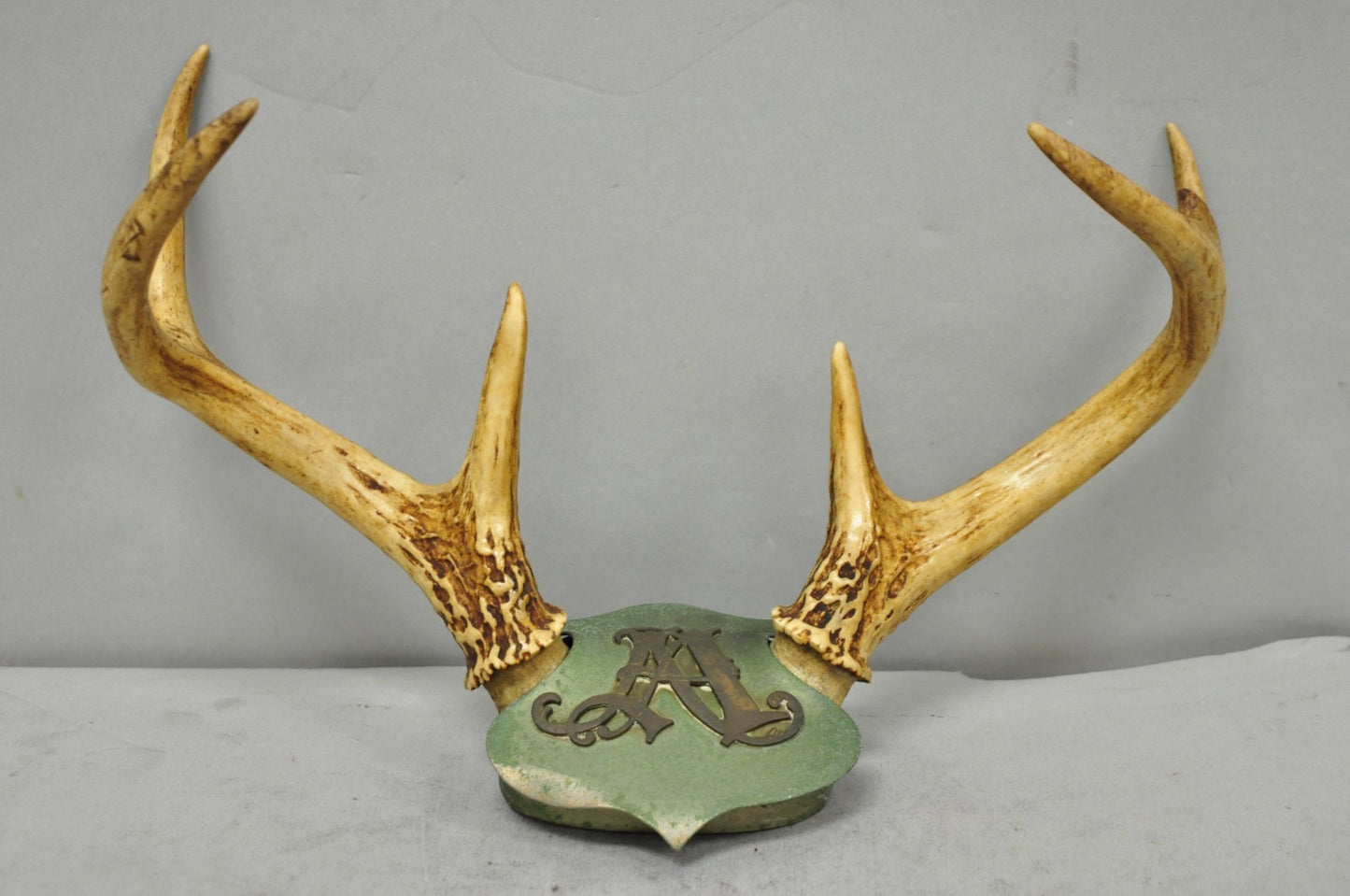 Antique Victorian Taxidermy Whitetail Deer Antler Wall Mount Metal Shield Plaque