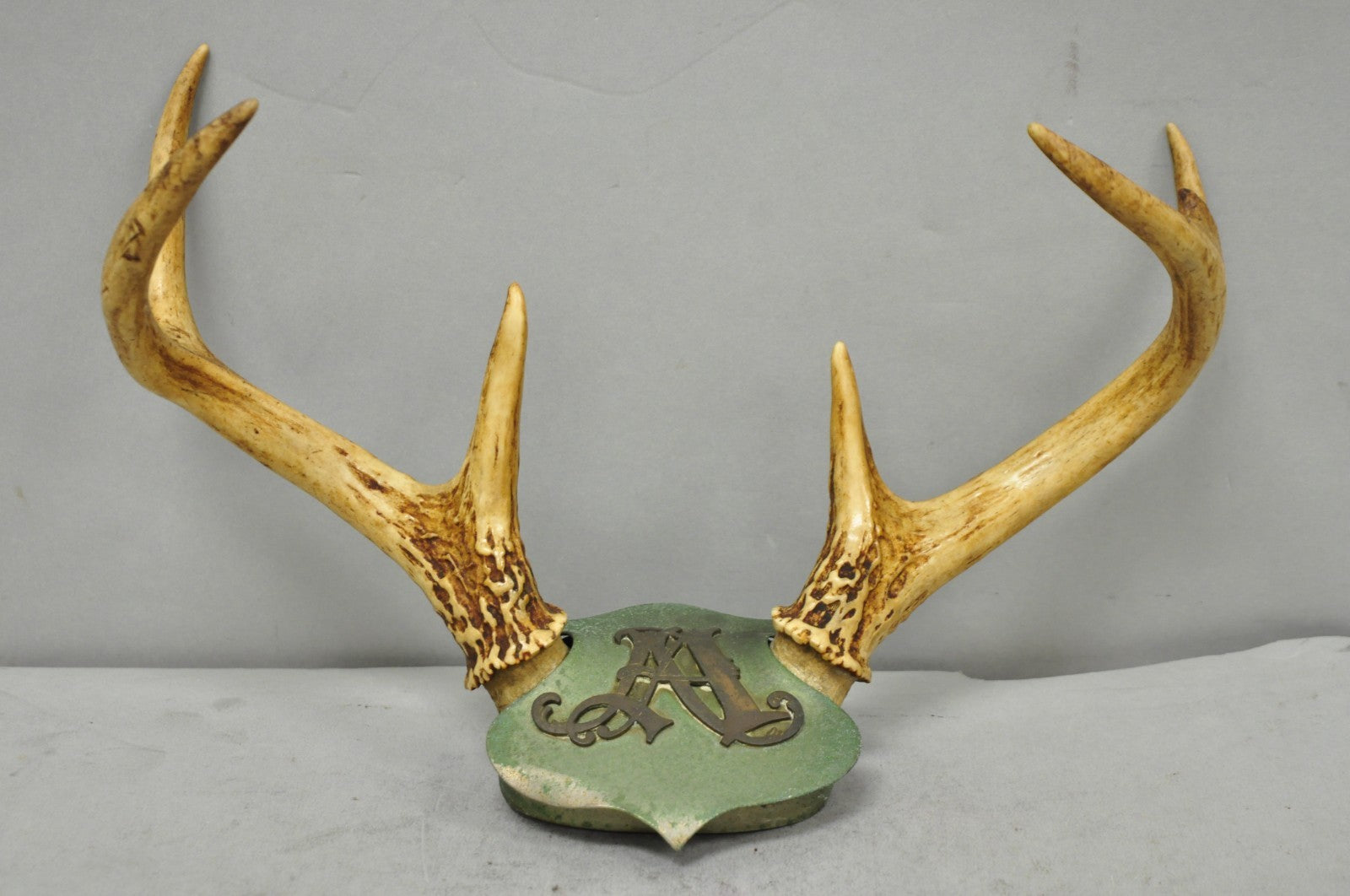 Antique Victorian Taxidermy Whitetail Deer Antler Wall Mount Metal Shield Plaque