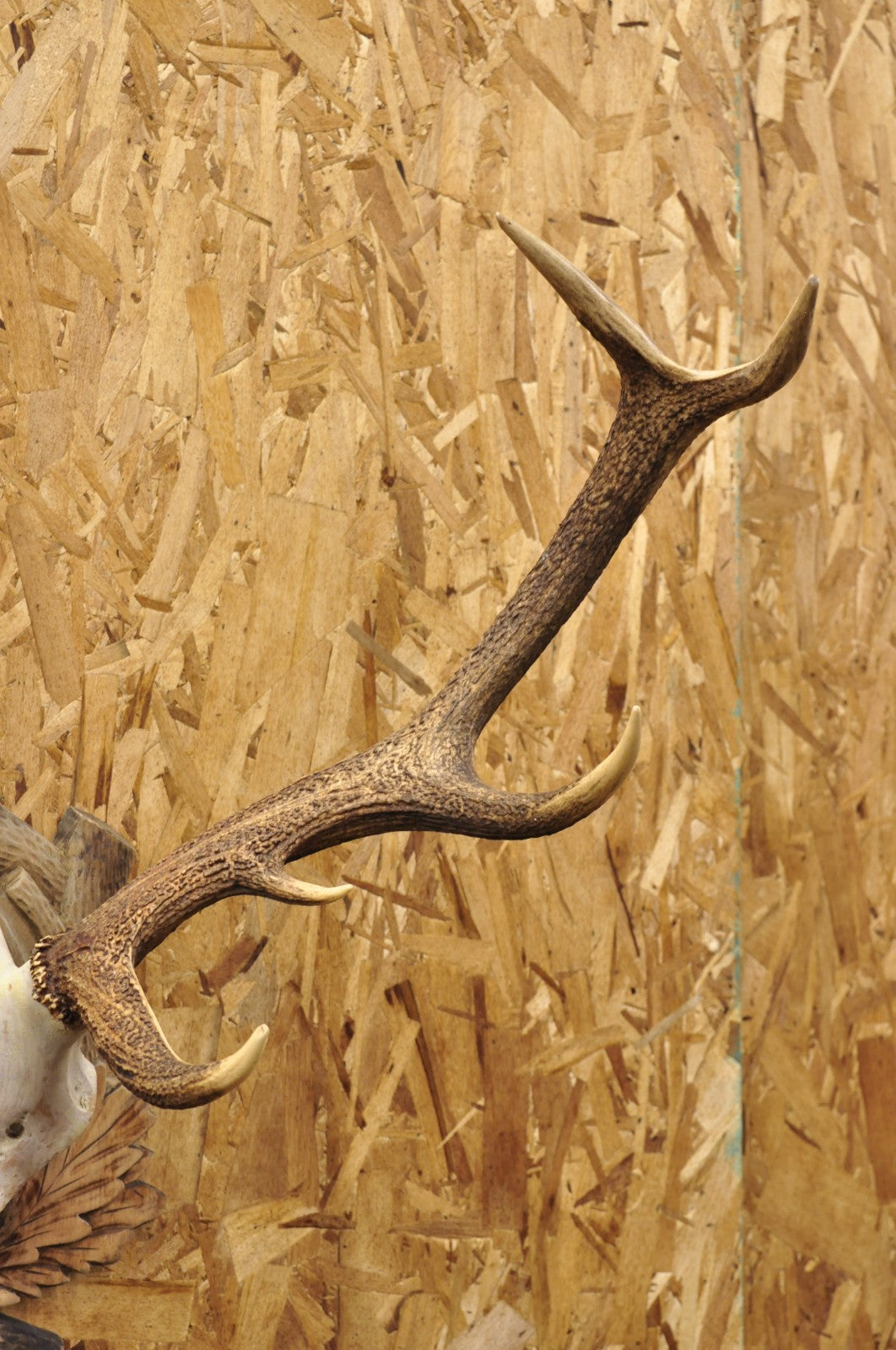 Antique Black Forest Victorian Wall Mounted Taxidermy Large Deer Skull & Antlers