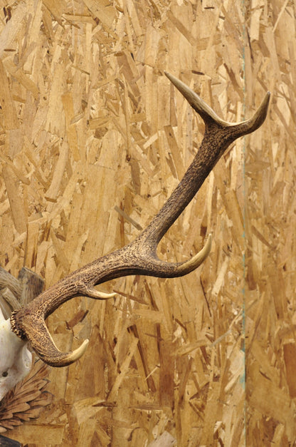 Antique Black Forest Victorian Wall Mounted Taxidermy Large Deer Skull & Antlers