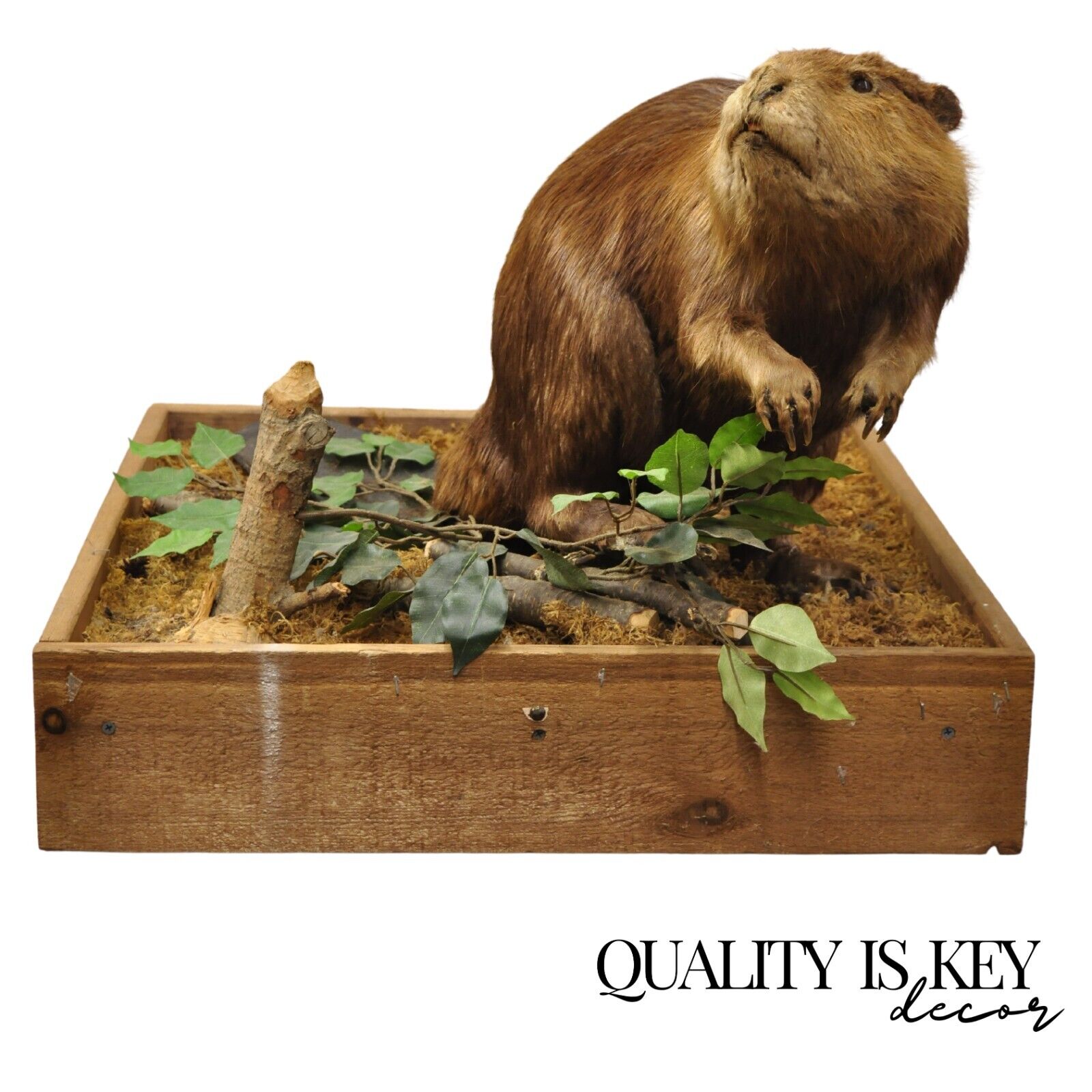 Vintage Full Body Standing Mount Beaver Taxidermy Mancave Tabletop Decor