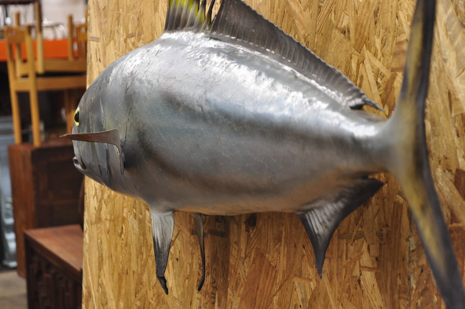 Vintage 46" Large Roosterfish Full Wall Mount Taxidermy Sailfish Fish Replica