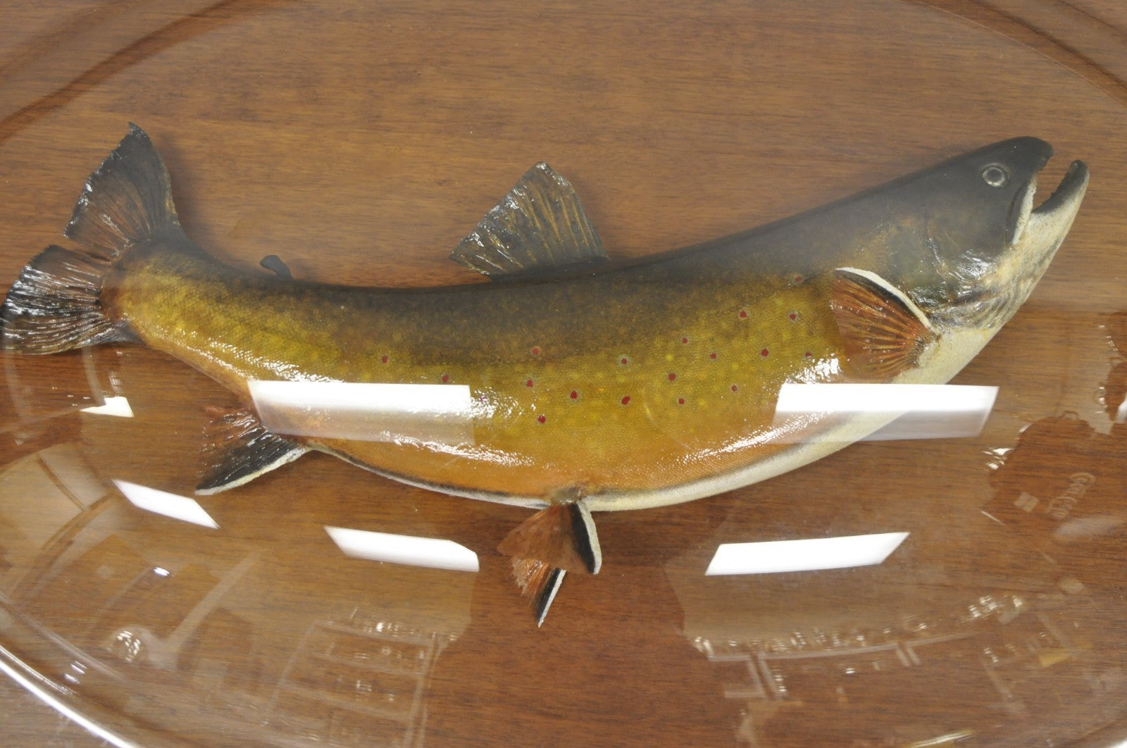 Antique Victorian Taxidermy Spotted Trout Framed in Large Convex Bubble Glass