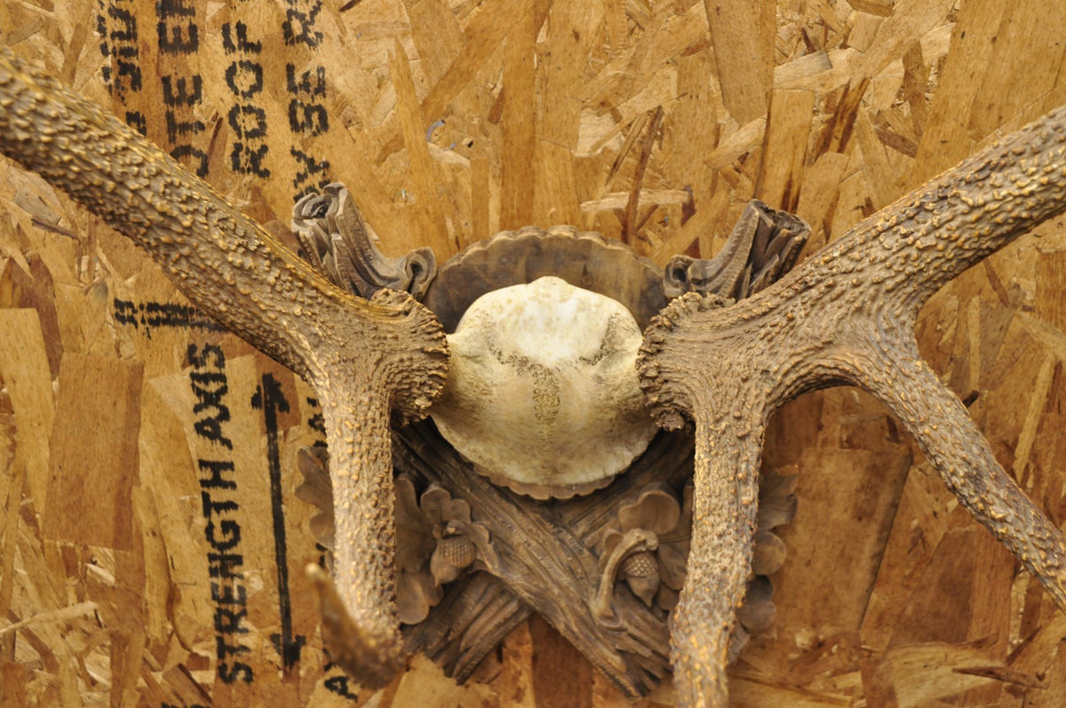 Antique Black Forest Victorian Wall Mounted Taxidermy Large Deer Skull & Antlers