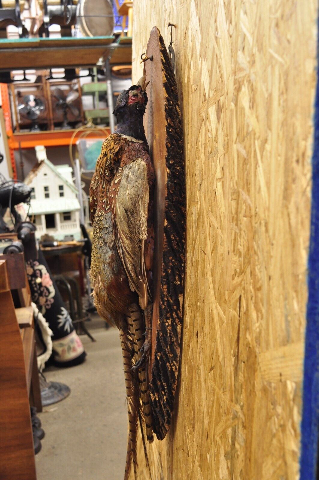 Vintage Ringneck Pheasant Bird Full Body Wall Mount on Wood Taxidermy Decor