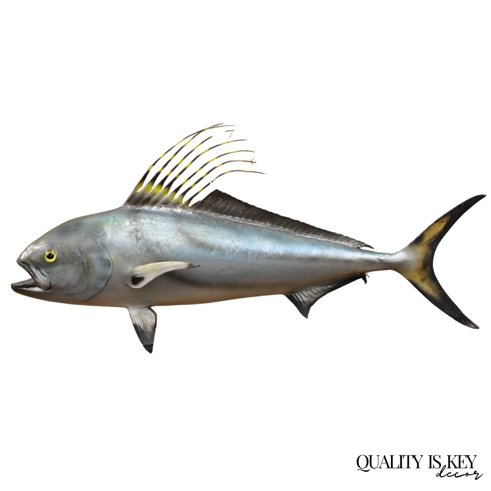Vintage 46" Large Roosterfish Full Wall Mount Taxidermy Sailfish Fish Replica