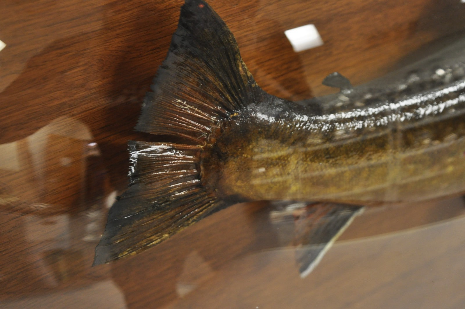 Antique Victorian Taxidermy Spotted Trout Framed in Large Convex Bubble Glass