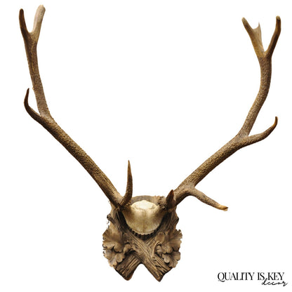 Antique Black Forest Victorian Wall Mounted Taxidermy Large Deer Skull & Antlers