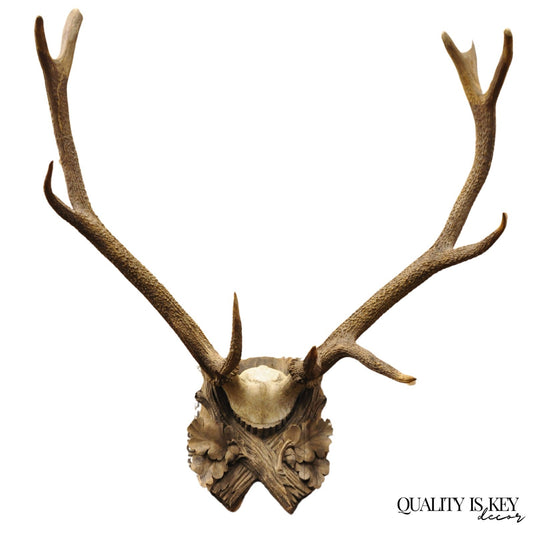 Antique Black Forest Victorian Wall Mounted Taxidermy Large Deer Skull & Antlers