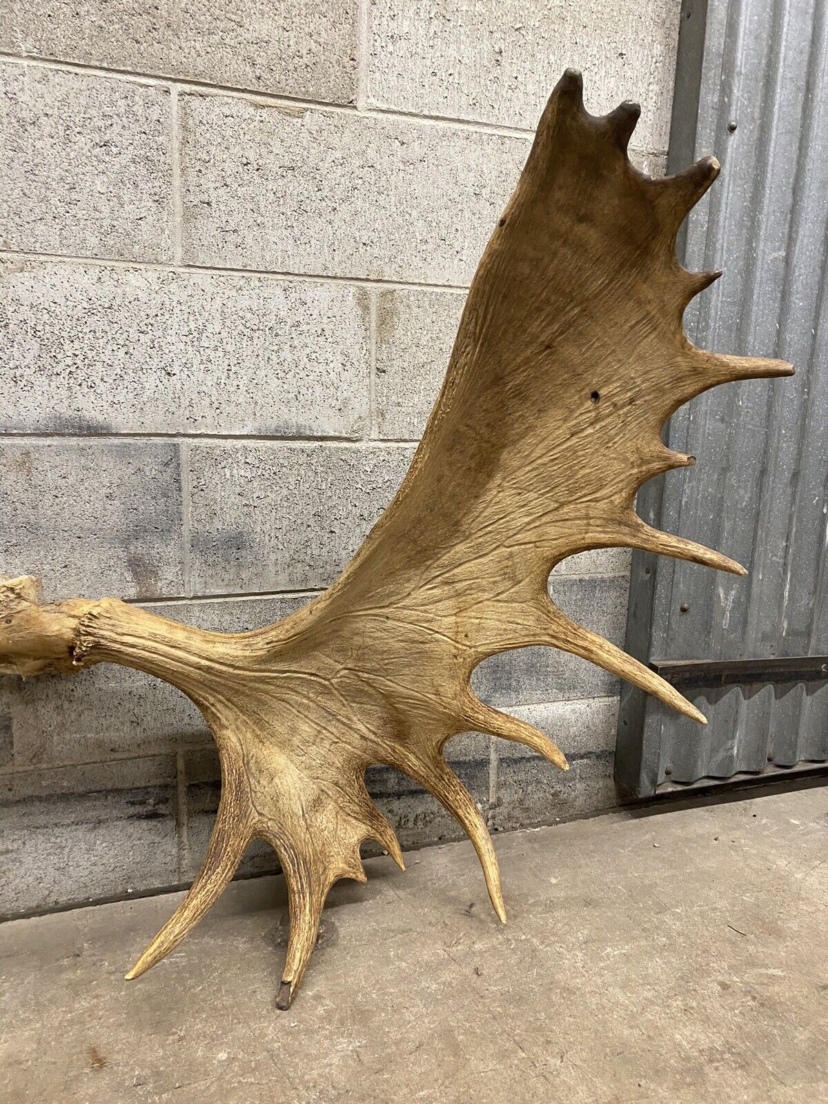 Canadian Moose Rack Vintage Large Canadian Moose Rack Shed Antlers Skull Taxidermy Wall De ...