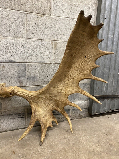 Vintage Large Canadian Moose Rack Shed Antlers Skull Taxidermy Wall Decor