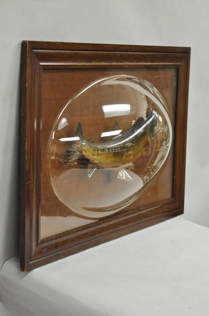 Antique Victorian Taxidermy Spotted Trout Framed in Large Convex Bubble Glass