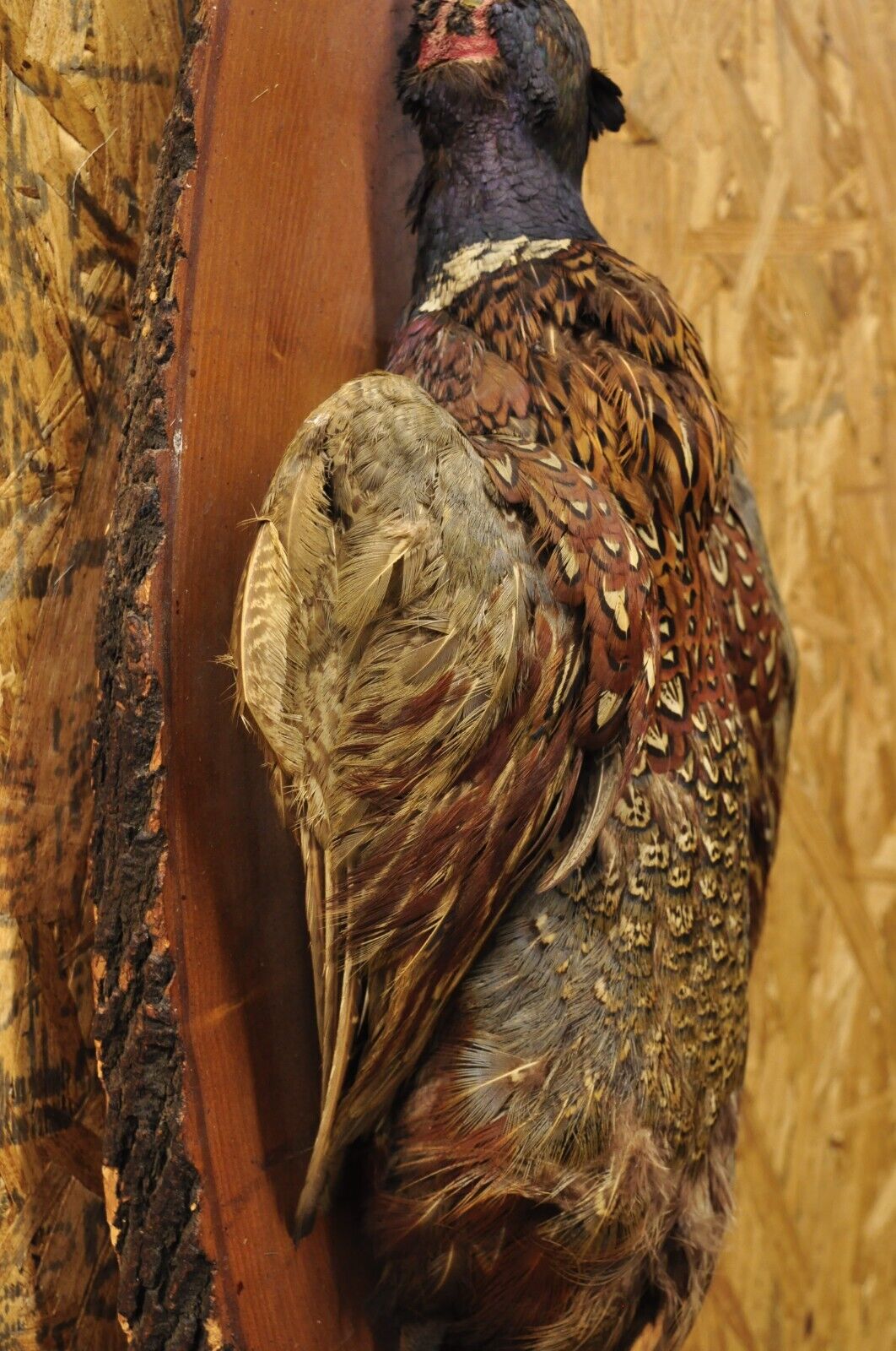 Vintage Ringneck Pheasant Bird Full Body Wall Mount on Wood Taxidermy Decor