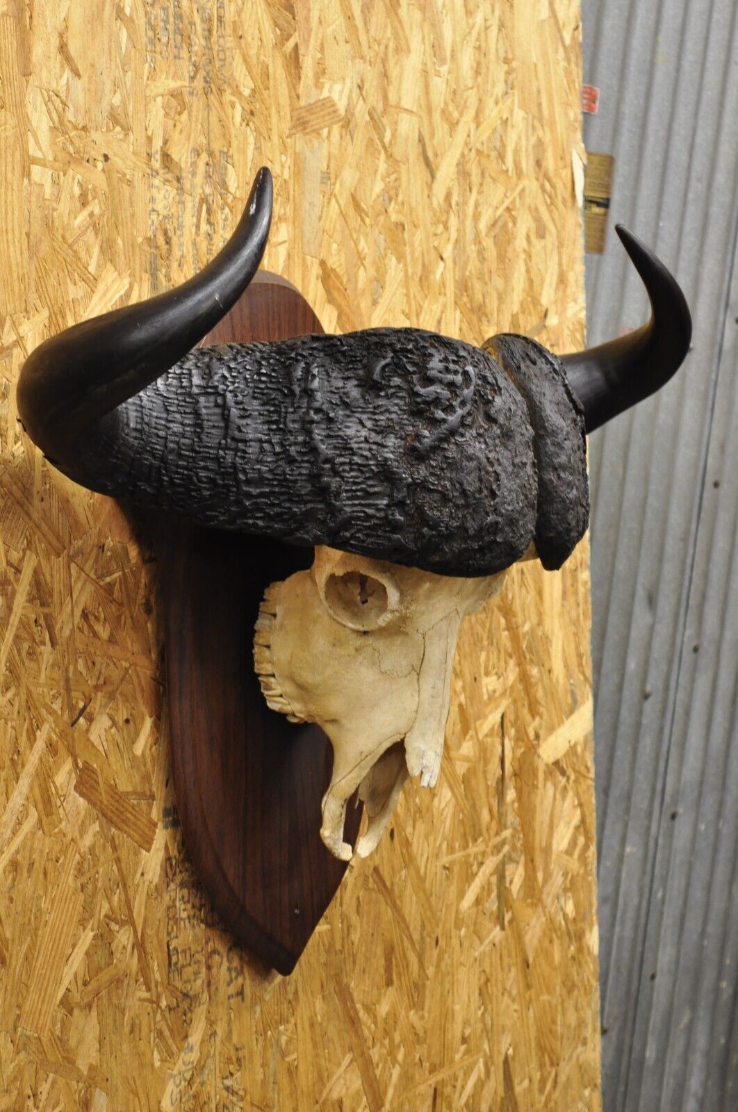 Vintage African Cape Buffalo Skull European Mount on Wooden Plaque Taxidermy