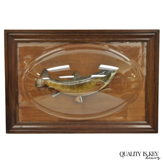 Antique Victorian Taxidermy Spotted Trout Framed in Large Convex Bubble Glass