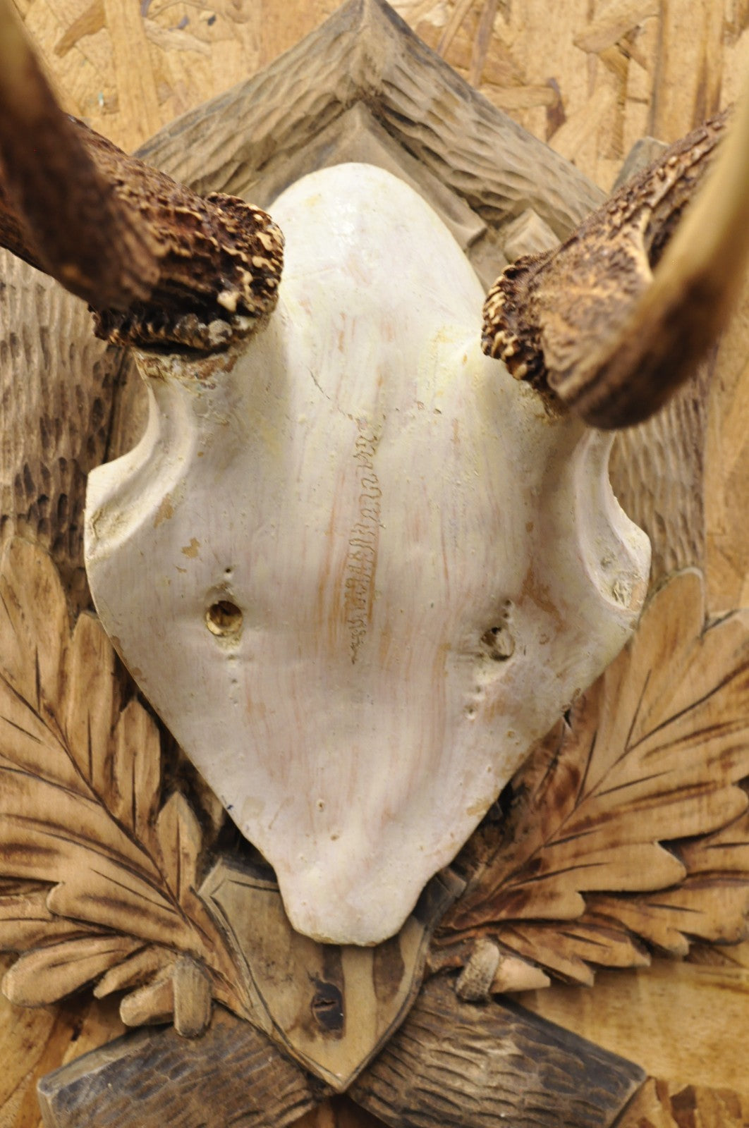 Antique Black Forest Victorian Wall Mounted Taxidermy Large Deer Skull & Antlers