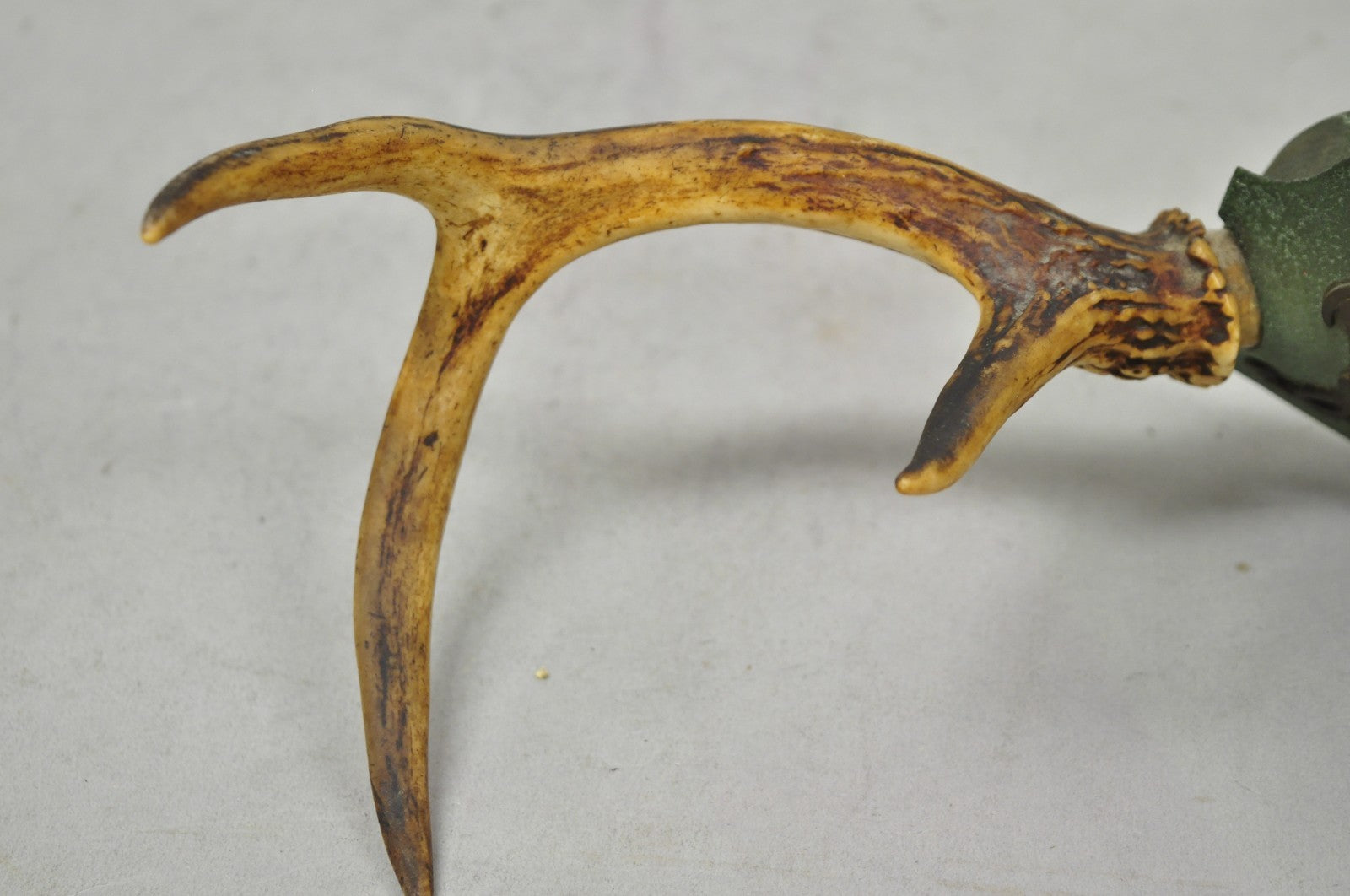 Antique Victorian Taxidermy Whitetail Deer Antler Wall Mount Metal Shield Plaque