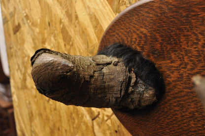 Vintage Buffalo Horns on Oak Wood Wall Plaque Taxidermy Cabin Decor