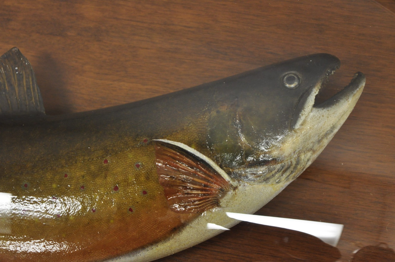 Antique Victorian Taxidermy Spotted Trout Framed in Large Convex Bubble Glass