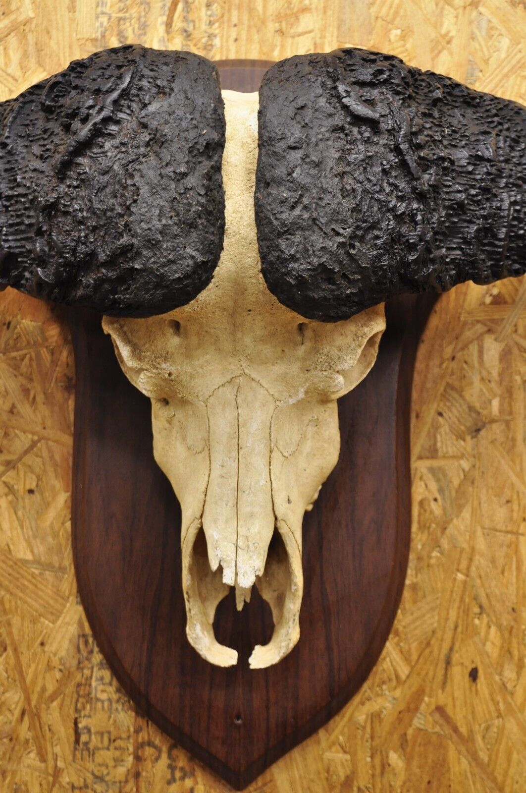 Vintage African Cape Buffalo Skull European Mount on Wooden Plaque Taxidermy