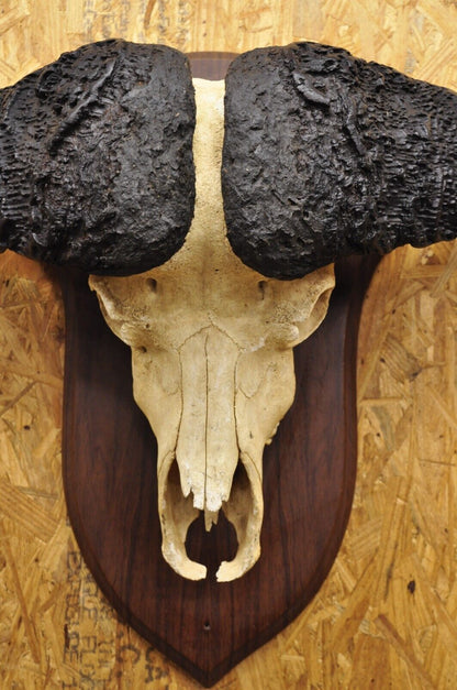 Vintage African Cape Buffalo Skull European Mount on Wooden Plaque Taxidermy