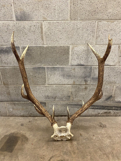 Vintage Large Red Deer Stag Antlers Horn Skull Mount Taxidermy Wall Decor