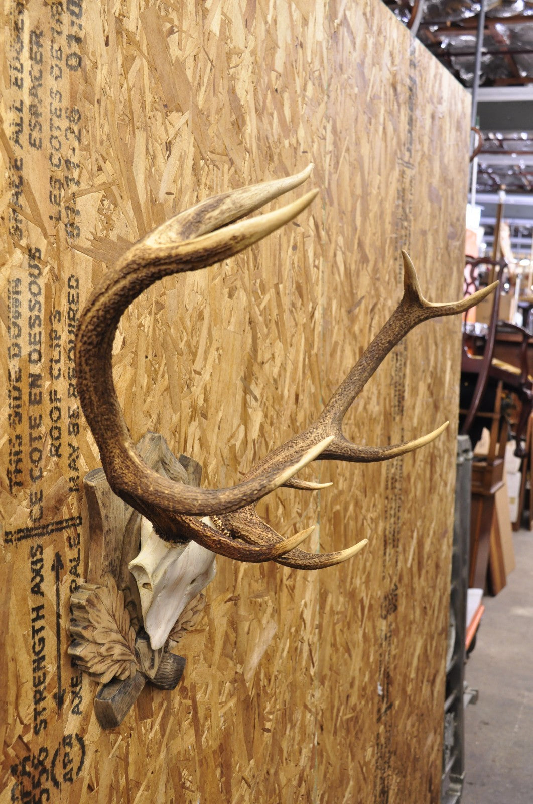Antique Black Forest Victorian Wall Mounted Taxidermy Large Deer Skull & Antlers