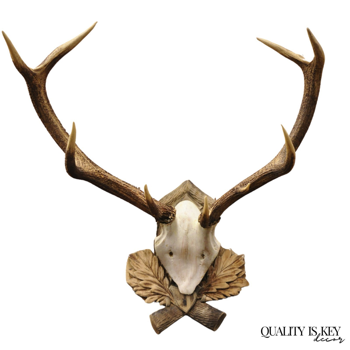 Antique Black Forest Victorian Wall Mounted Taxidermy Large Deer Skull & Antlers