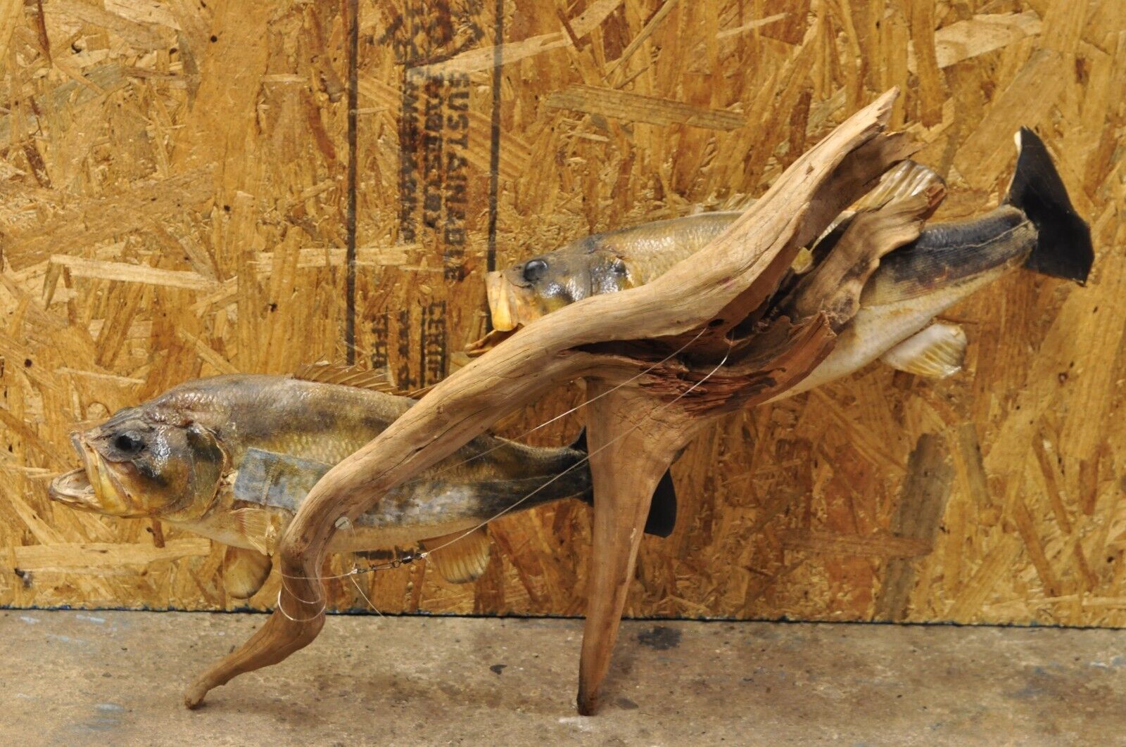 Vintage Double Largemouth Bass Wall Mount Taxidermy Real Skin Fishing Wall Decor