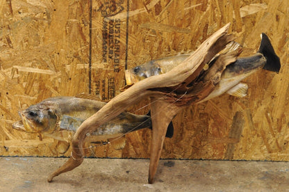 Vintage Double Largemouth Bass Wall Mount Taxidermy Real Skin Fishing Wall Decor
