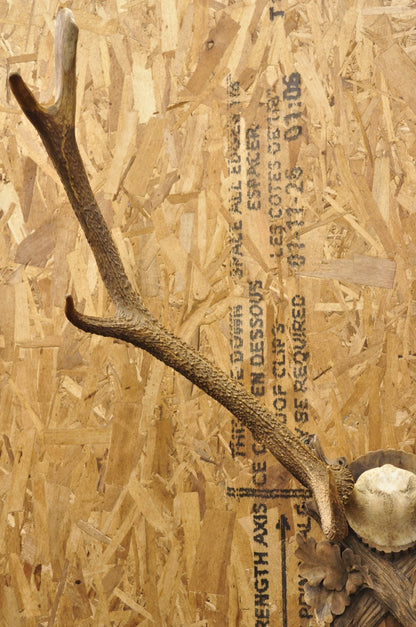 Antique Black Forest Victorian Wall Mounted Taxidermy Large Deer Skull & Antlers