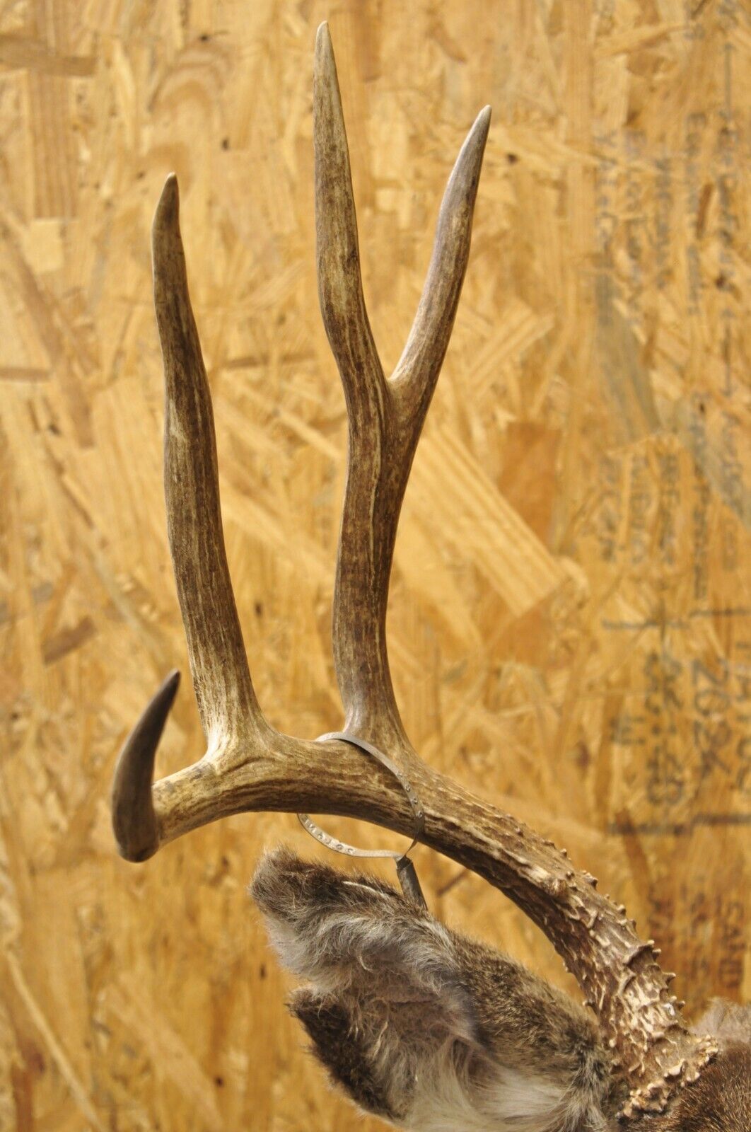 Vintage Mule Deer Buck Shoulder Mount Antler Rack Rustic Cabin Wall Decor
