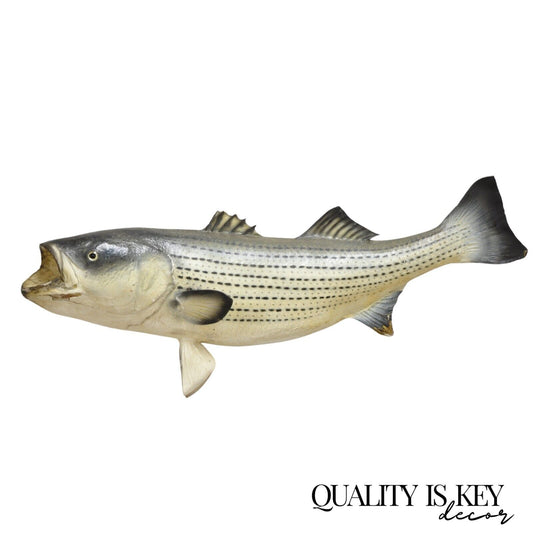 Vintage 50" Large Striped Bass Full Wall Mount Taxidermy Fish Replica