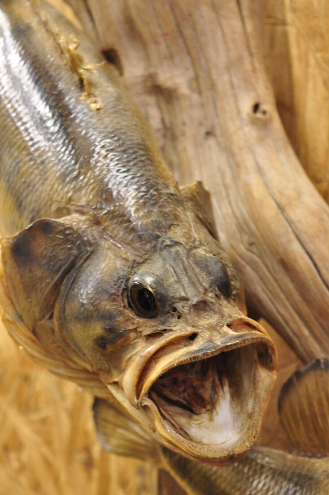 Vintage Double Largemouth Bass Wall Mount Taxidermy Real Skin Fishing Wall Decor