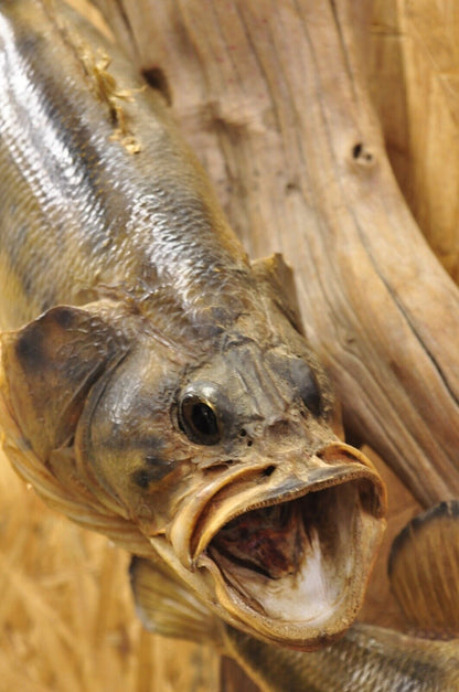 Vintage Double Largemouth Bass Wall Mount Taxidermy Real Skin Fishing Wall Decor