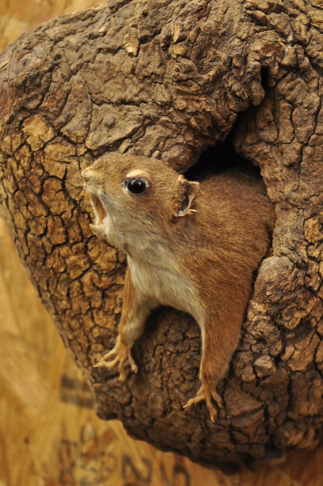 Vintage Full Body Wood Mount Squirrel in Tree Taxidermy Mancave Wall Decor