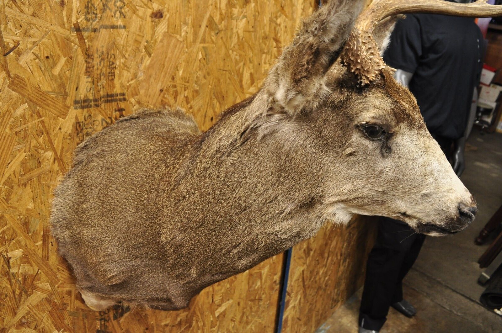 Vintage Mule Deer Buck Shoulder Mount Antler Rack Rustic Cabin Wall Decor